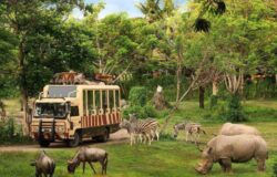 Bali Safari Marine Park